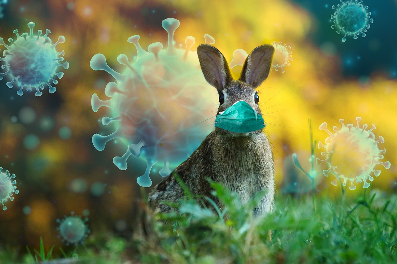 A rabbit with mask